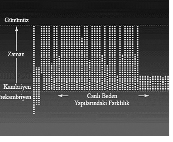  mutasyon lar tamamen zararlıdır