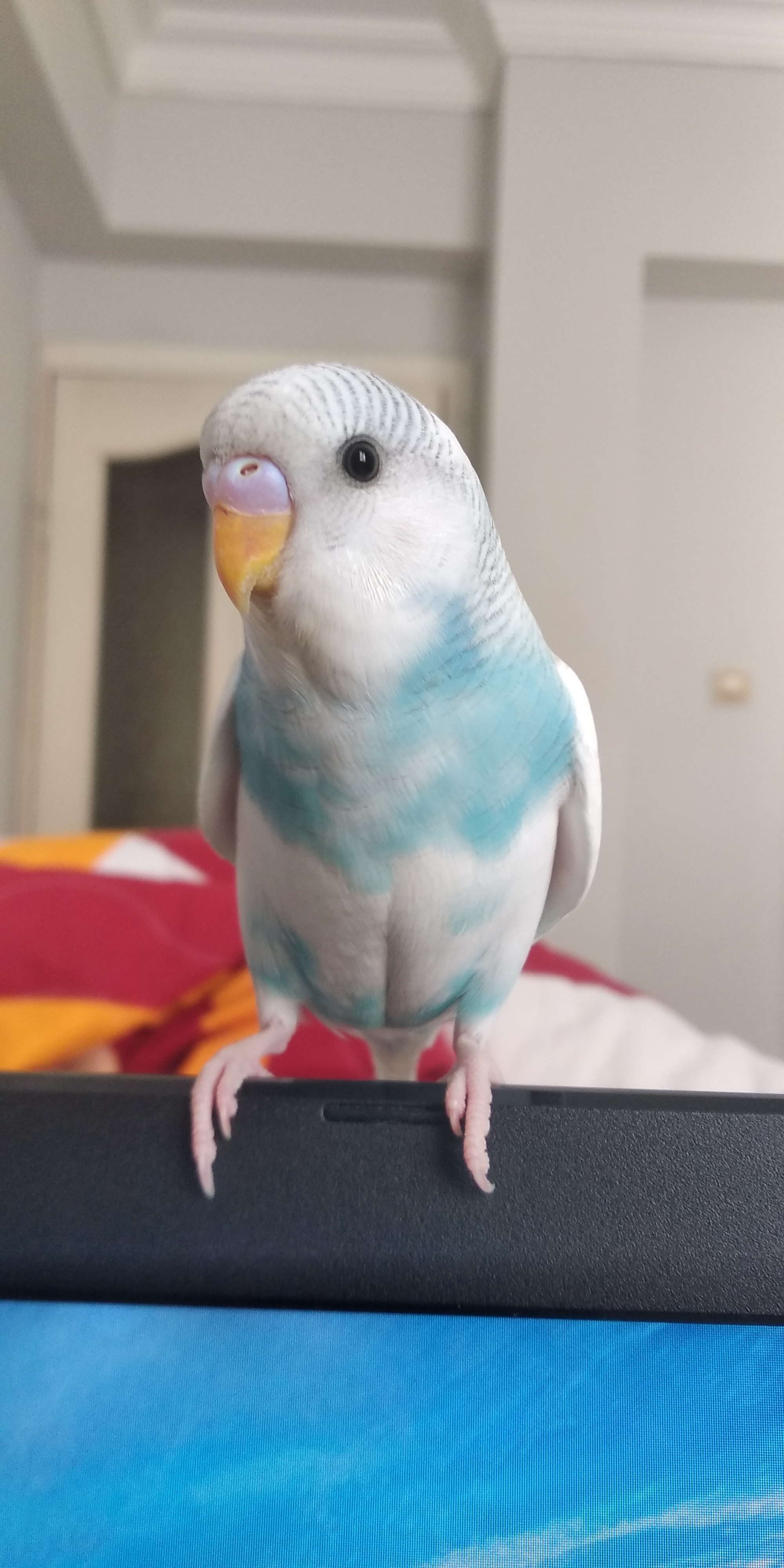 Muhabbet Kusu Yardimlasma Platformu Donanimhaber Forum Sayfa 64