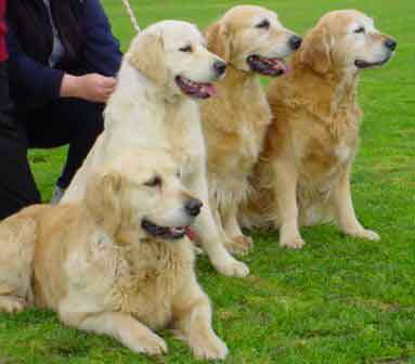  Arkadaşlar Köpek Alacağım ? [Pittbull Mu?,Kangal Mı?,Golden R. Mi?]