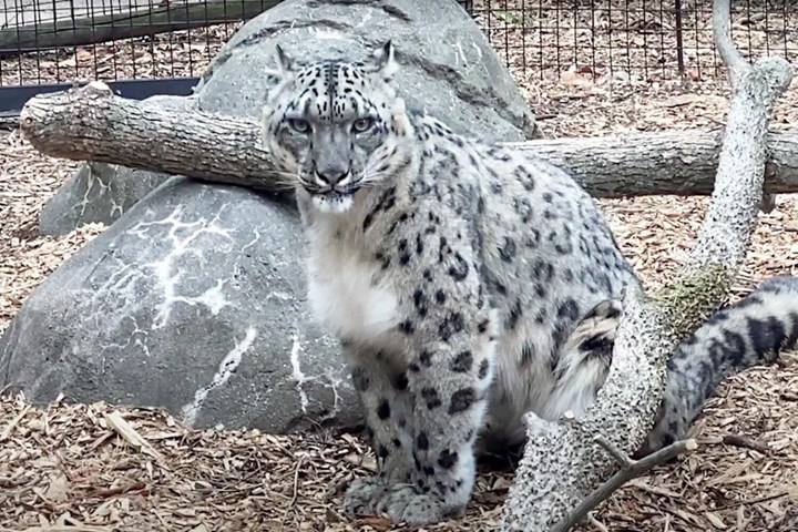 ABD’de üç kar leoparı COVID-19 sebebiyle hayatını kaybetti