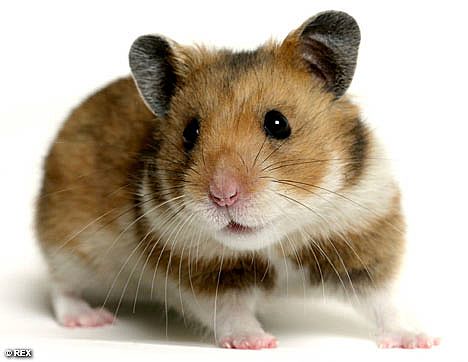  Hamster alacaklar için rehber. (Gonzales)