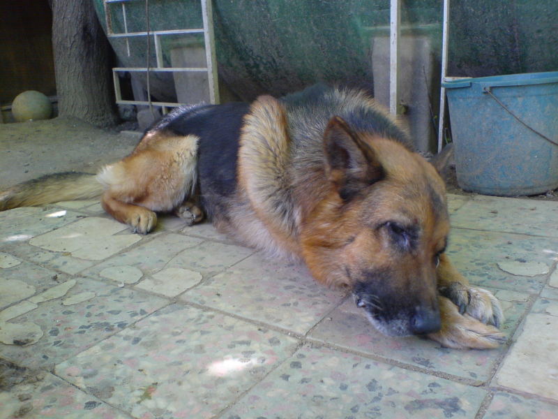  Oğluma(köpeğime) hayırlı bir kısmet arıyorum