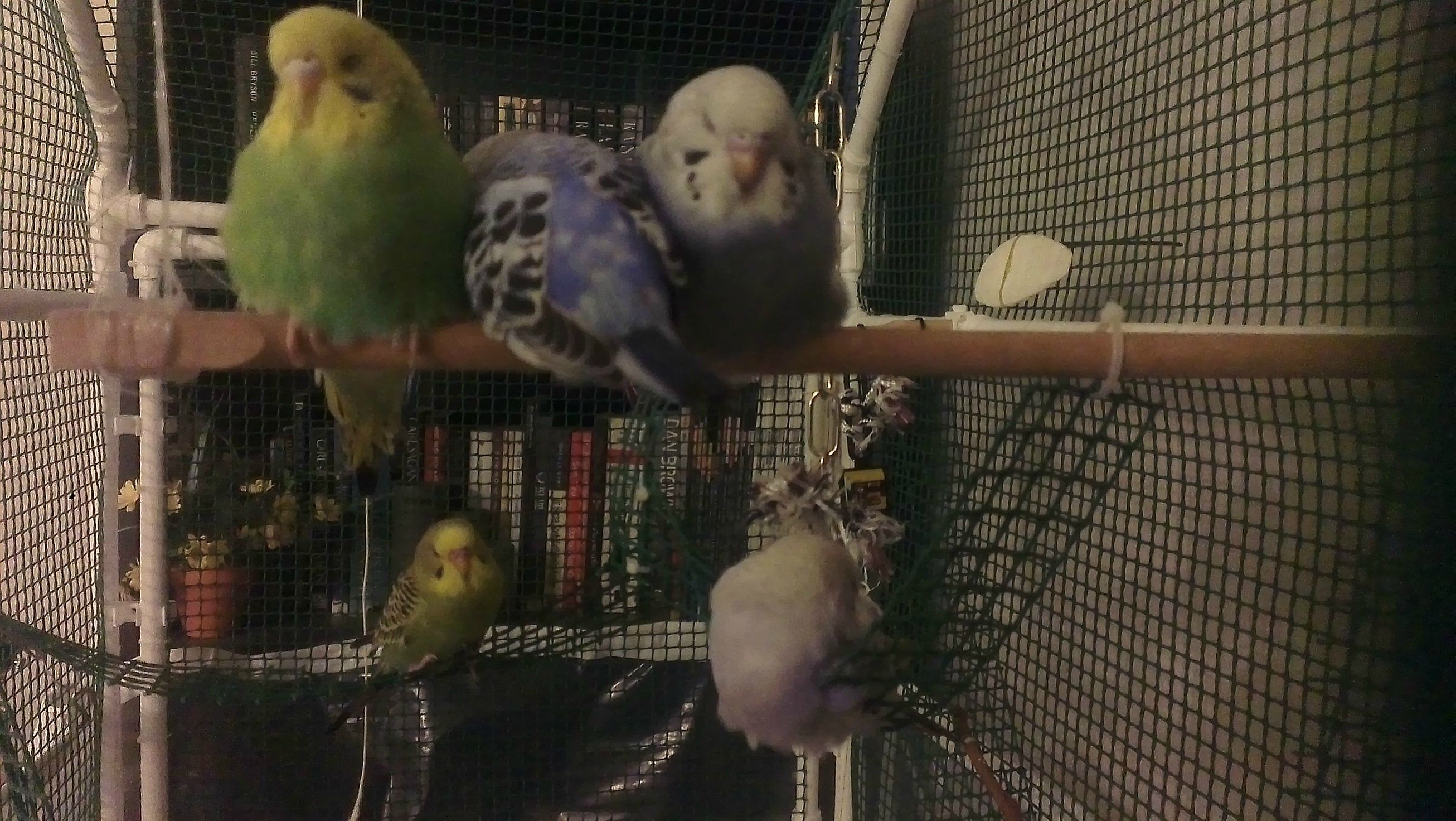 El Yapimi Pvc Dev Kus Kafesi Donanimhaber Forum