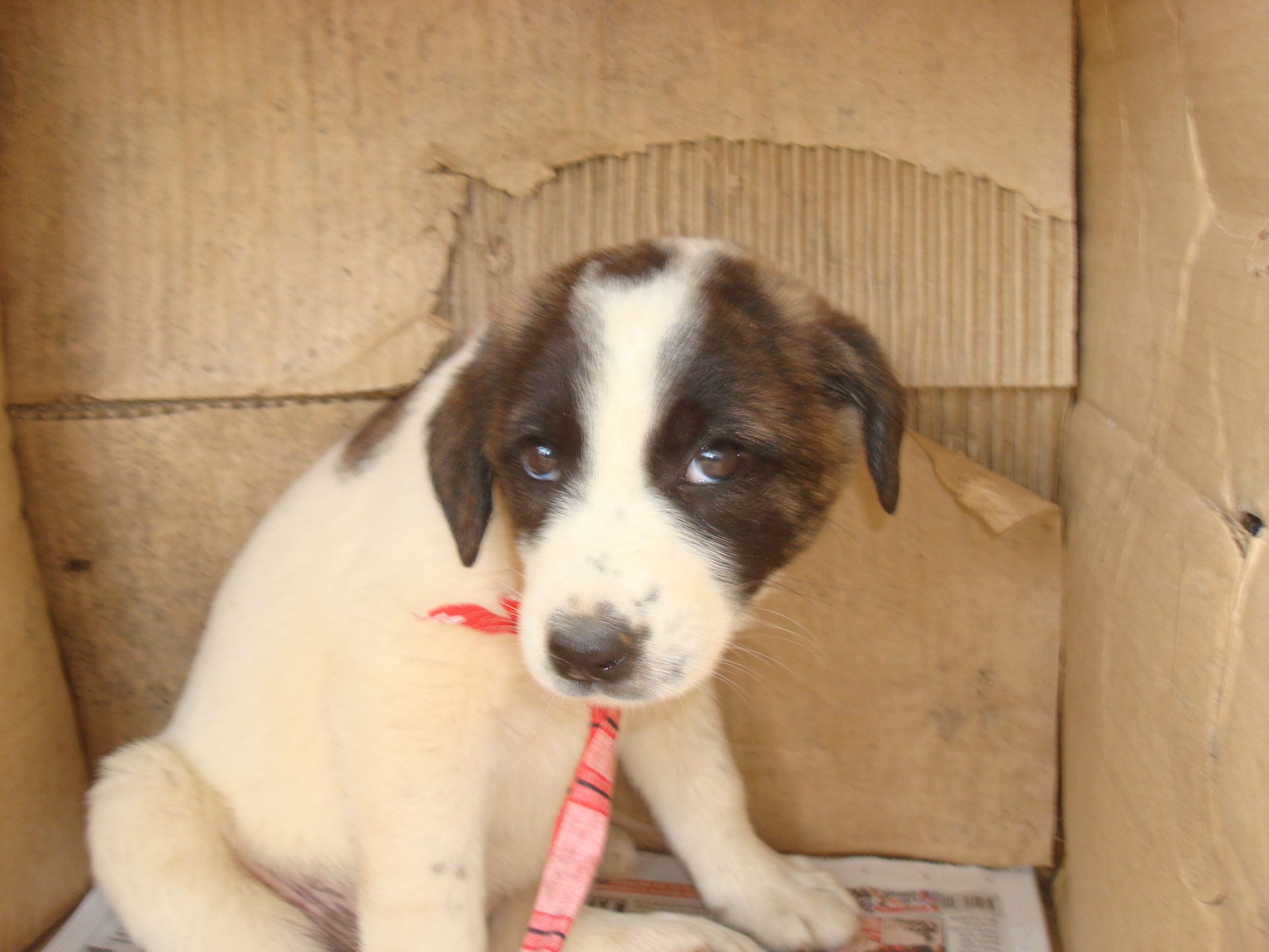  Gecenin bi vaktinde gelen sevimli yavru köpek