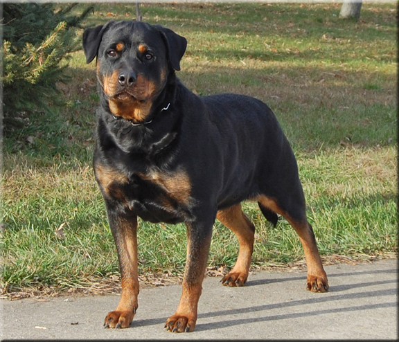  Sevince Peşine Takılan Köpek