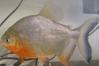  Piranha Beslemek?