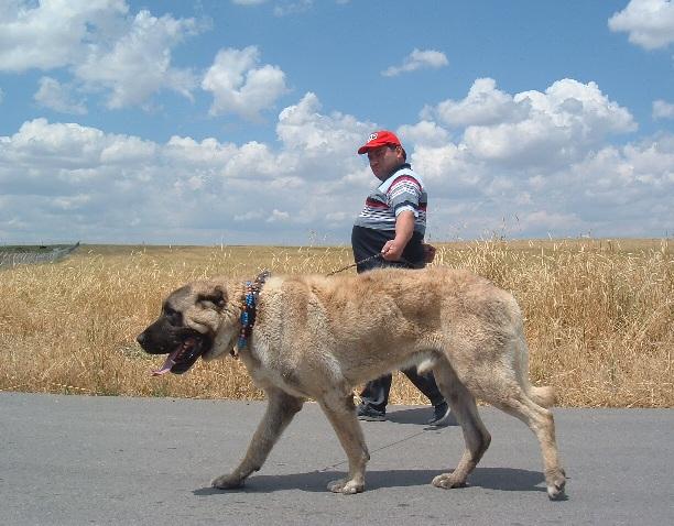  İnsan olmasaydınız ne olurdunuz?