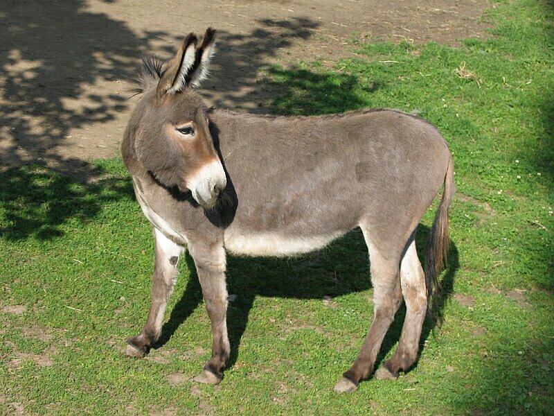  DH EŞEK SEVERLER KULÜBÜ (ANA KONU)