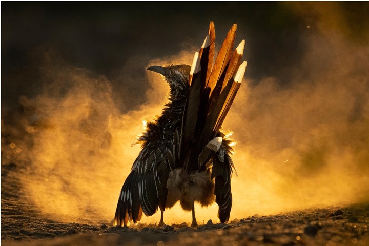 Audobon kuş fotoğrafları yarışması sonuçlandı