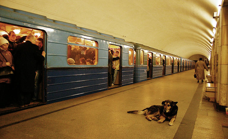  SOKAK KÖPEKLERİNİ NASIL YOK EDEBİLİRİZ?