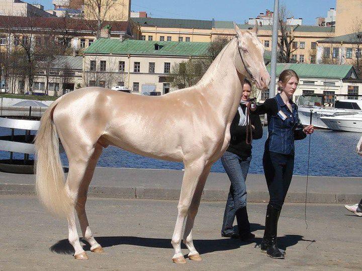  Dünya'nın En Güzel Atı Ahal Teke (Türkmen Atı)