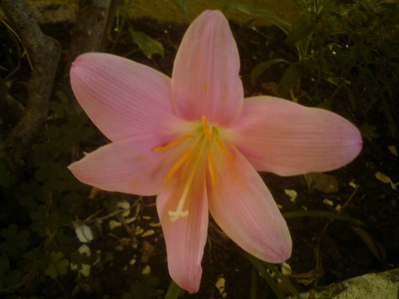  ===>3,2MPLİ k770/K790/K810/C510/P1 FOTOĞRAF PAYLAŞIM ARENASI<===