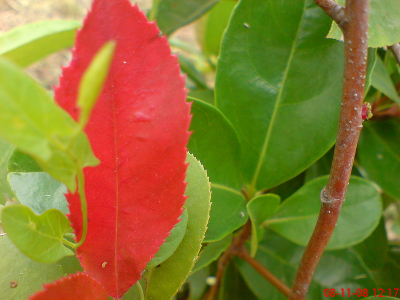  ===>3,2MPLİ k770/K790/K810/C510/P1 FOTOĞRAF PAYLAŞIM ARENASI<===