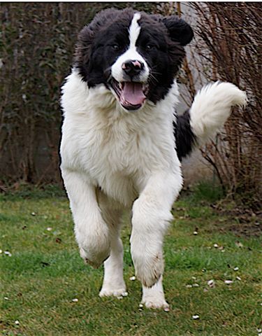 Landseer Cinsi Kopek Uzerime Dogru Kosarak Geldi - SS'li