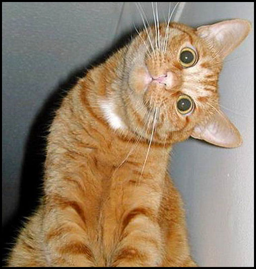 Ketun bakışlı kedi .. :S malak.gif