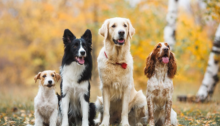 Türkiye'de en eski evcil köpek kalıntıları bulundu: Tarih 5.000 yıl geriye çekildi