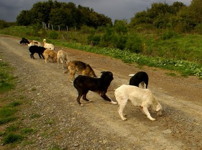  AŞŞAGIDA KEDİ EZİLDİ SSLİ:(