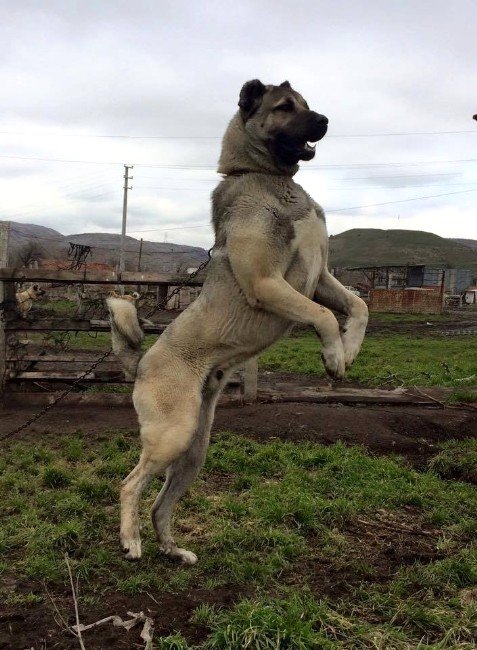  Atı olmadığı halde at bakım seti alan adamın ssi