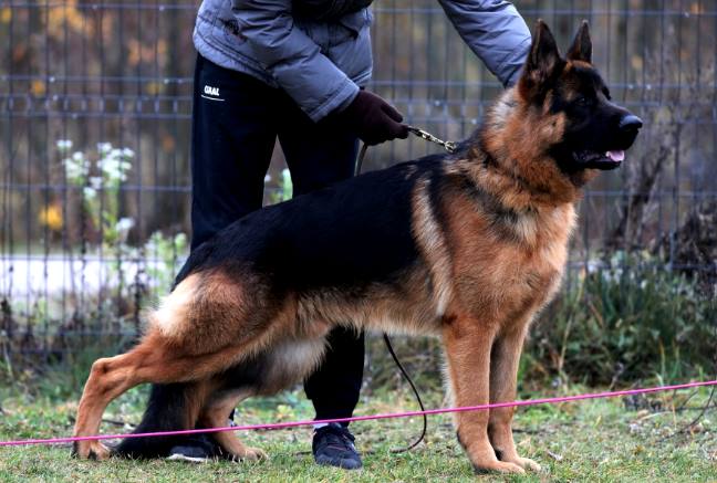 Alman Kurdu Köpeğin Bilinmeyen Yönleri ve Tüm Özellikleri