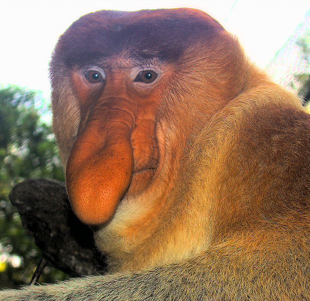  Proboscis Maymunu