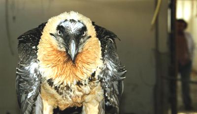  Bence Dünyanın En Asil Hayvanı [SS'Lİ]