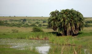  Nairobi National Park
