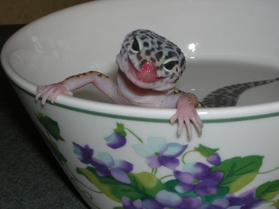  Leopard Gecko besleyen var mı?