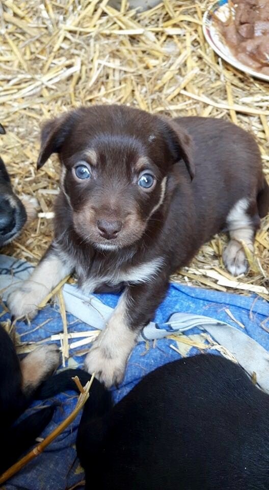  Rottweiller Acil Yardım Lütfen