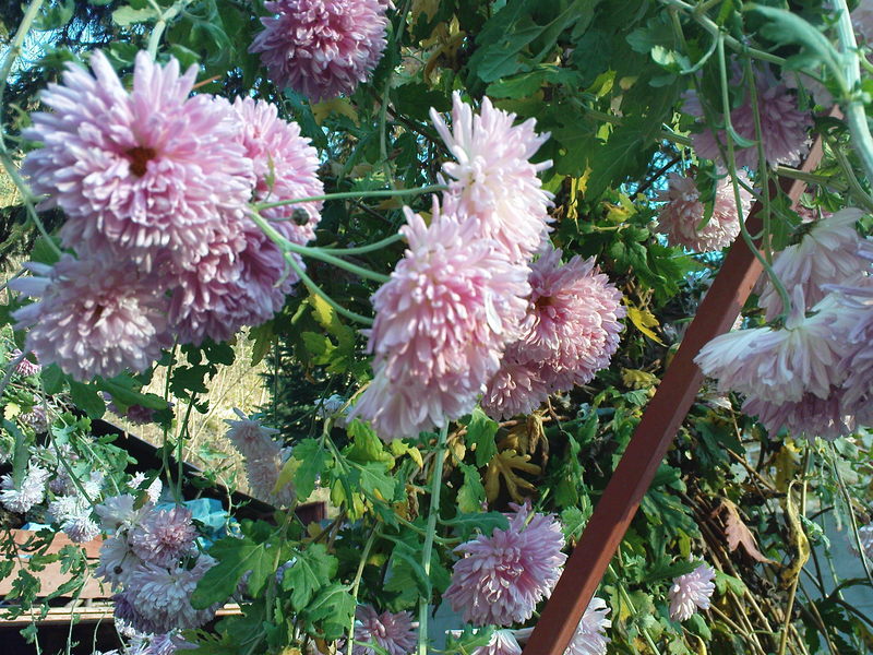  ===>3,2MPLİ k770/K790/K810/C510/P1 FOTOĞRAF PAYLAŞIM ARENASI<===