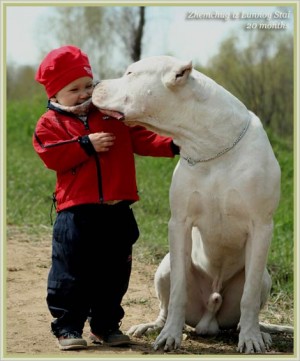  Pitbull uysalmış? (SS'li)