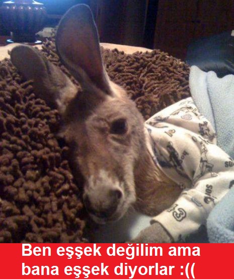  gece gece kahkaha attım(ssli)