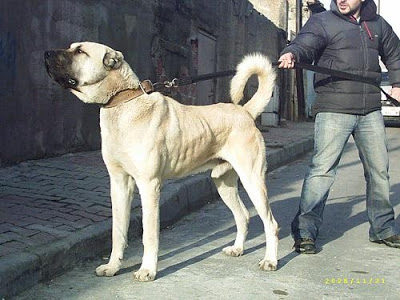  Arkadaşlar Köpek Alacağım ? [Pittbull Mu?,Kangal Mı?,Golden R. Mi?]