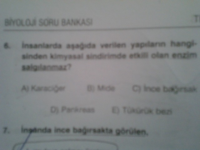  Sindirim Sistemi Soruları