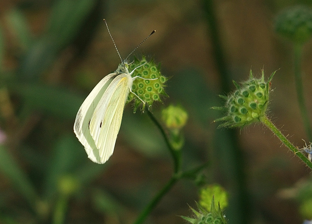  FUJİ  S200EXR (ana başlık)