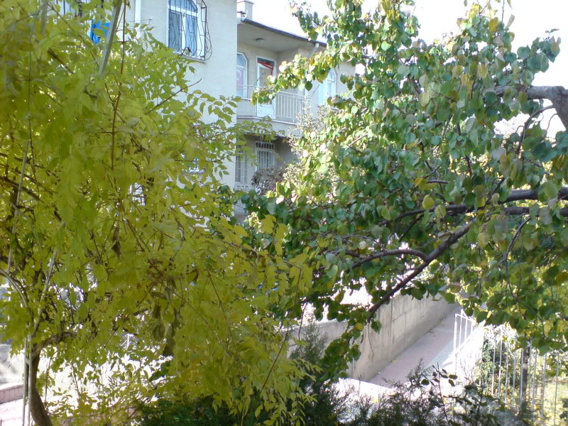  ===>3,2MPLİ k770/K790/K810/C510/P1 FOTOĞRAF PAYLAŞIM ARENASI<===