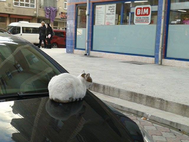  BİM'in önünde gördüğüm ciddi kedi [SS'li]