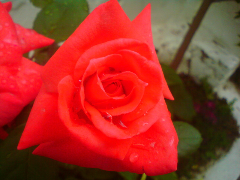  ===>3,2MPLİ k770/K790/K810/C510/P1 FOTOĞRAF PAYLAŞIM ARENASI<===