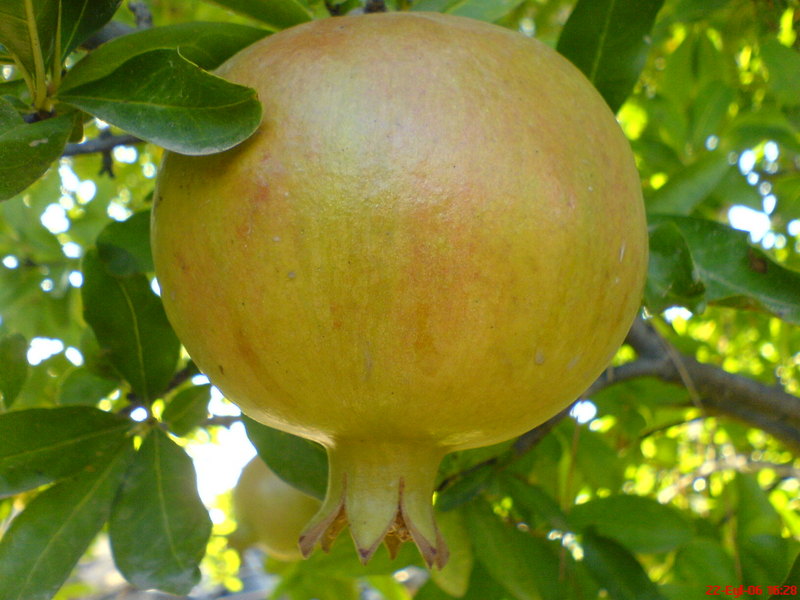  EN GÜZEL MAKROLAR BURAYA  ---S.E-----