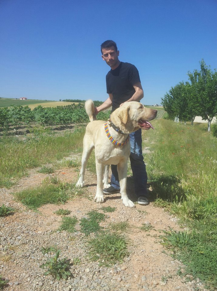  Kangal Hakkında...