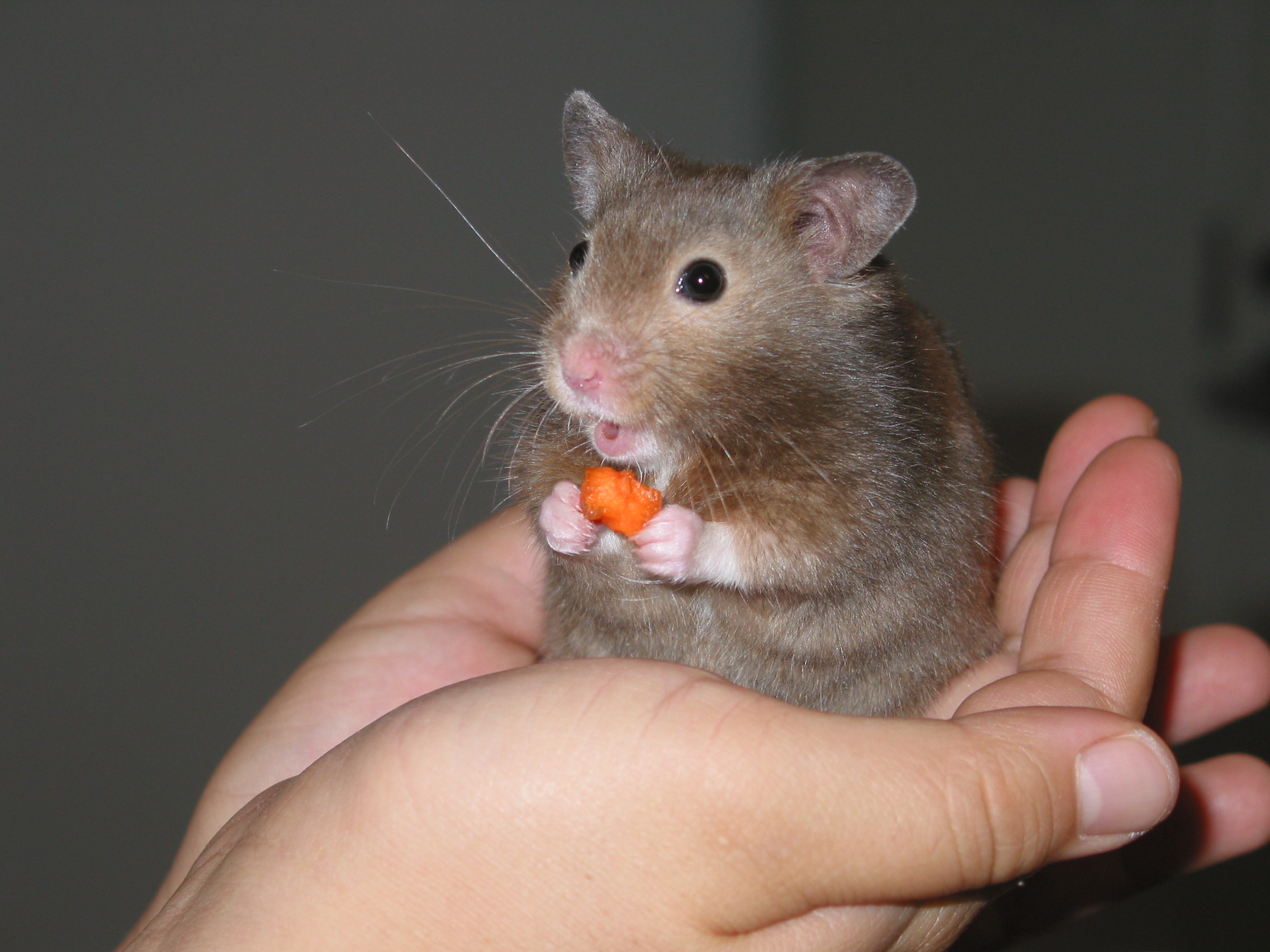  Hamster alacaklar için rehber. (Gonzales)