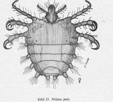 Вошь лобковая рисунок с обозначениями