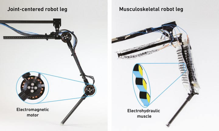 Robotları daha hızlı ve güçlü kılan elektro-hidrolik kas sistemi geliştirildi