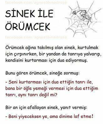  Sinek ile Örümcek
