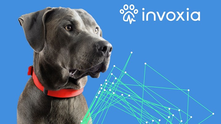 7 uluslararası ödül alan akıllı köpek tasması satışta