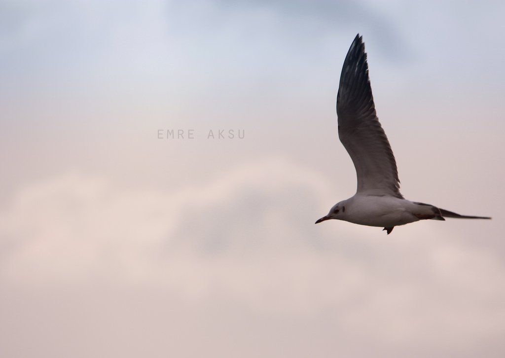  DH SERGI | Emre Aksu Photography [Surekli Guncel - 24.10.2013]