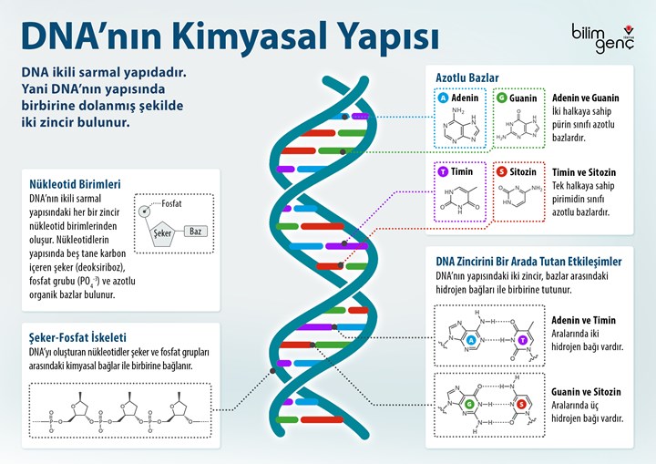 Dünyada ilk: İngiltere'de sentetik insan DNA'sı üretme çalışmaları başladı!