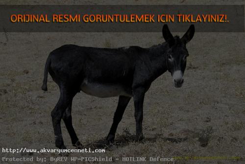  4.82 dersem inanırmısınız   EVET!