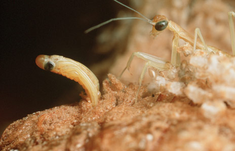 Peygamber devesi >>NationalgeographiC<<