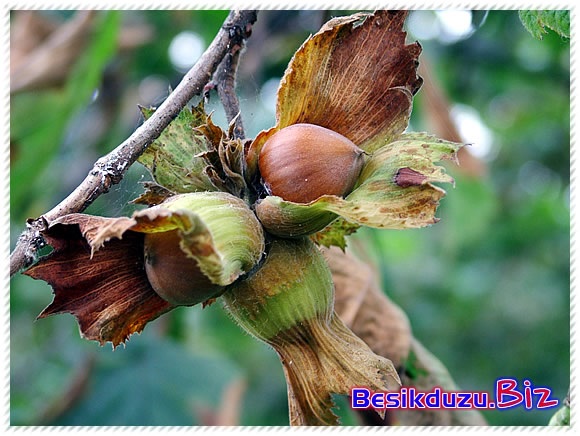  //---- DH DOĞU KARADENİZLİLER BÖLÜMÜ---- //