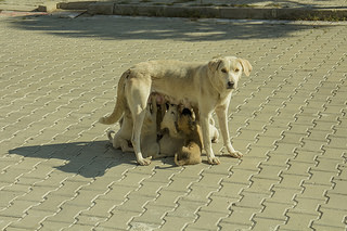  Canon EOS-M Aynasız, Deneyimler, Testler, PAYLAŞIM Konusu; sizde katılın.